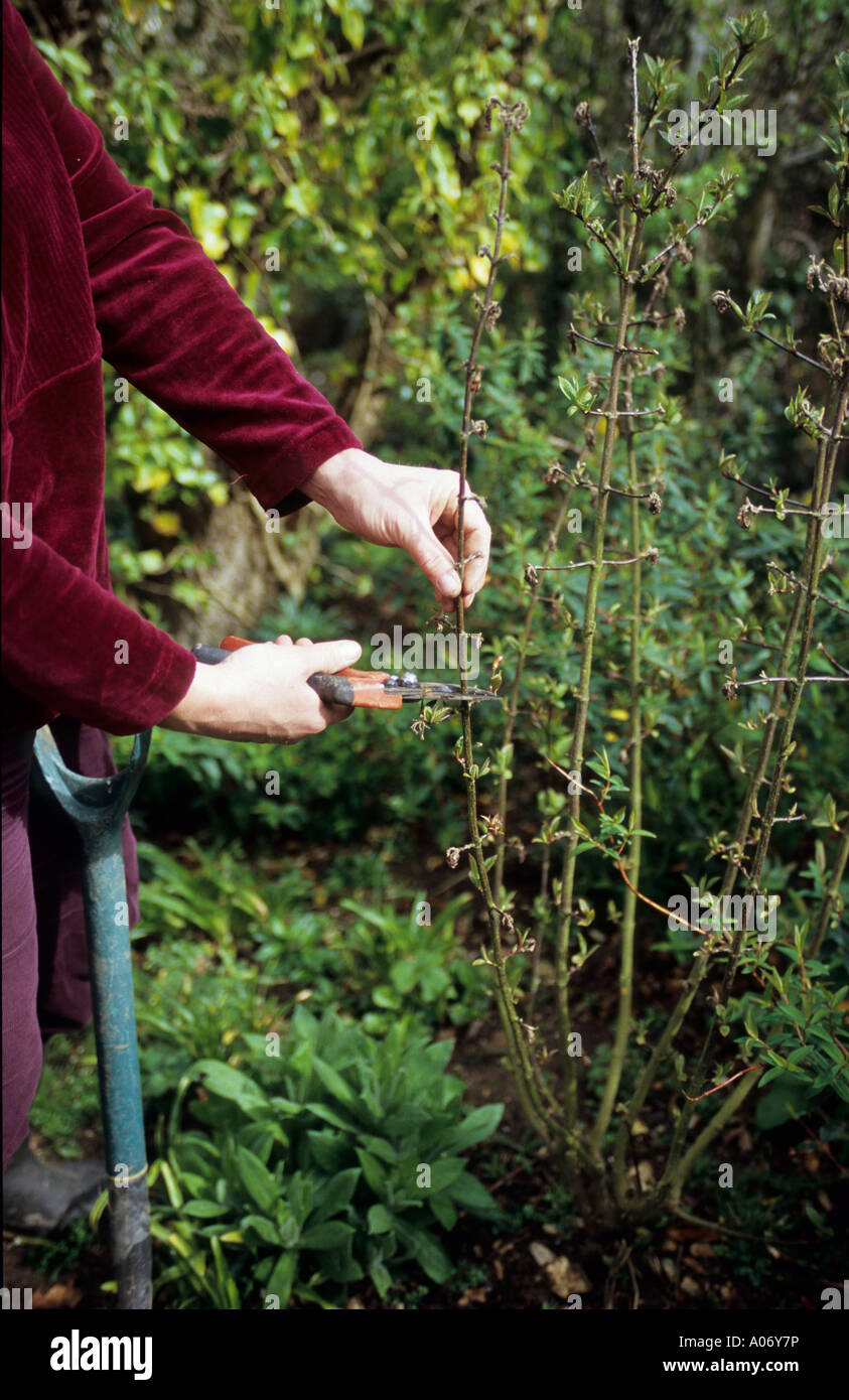 CUTTING BACK DEAD WOOD FROM A VIBURNUM BRANCH Stock Photo Alamy