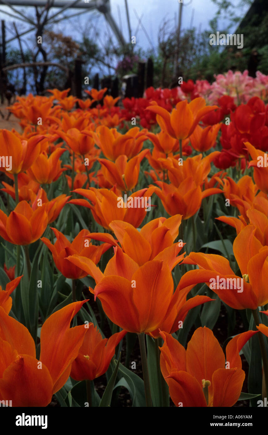 Tulipa Ballerina High Resolution Stock Photography and Images - Alamy