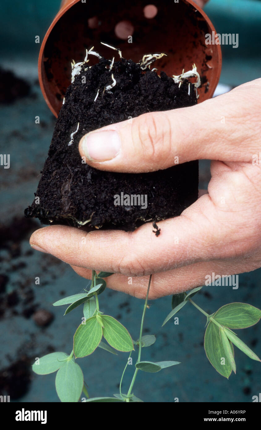 REMOVING A GROUP OF GERMINATED LATHYRUS NERVOSUS (LORD ANSON'S PEA) FROM A POT Stock Photo