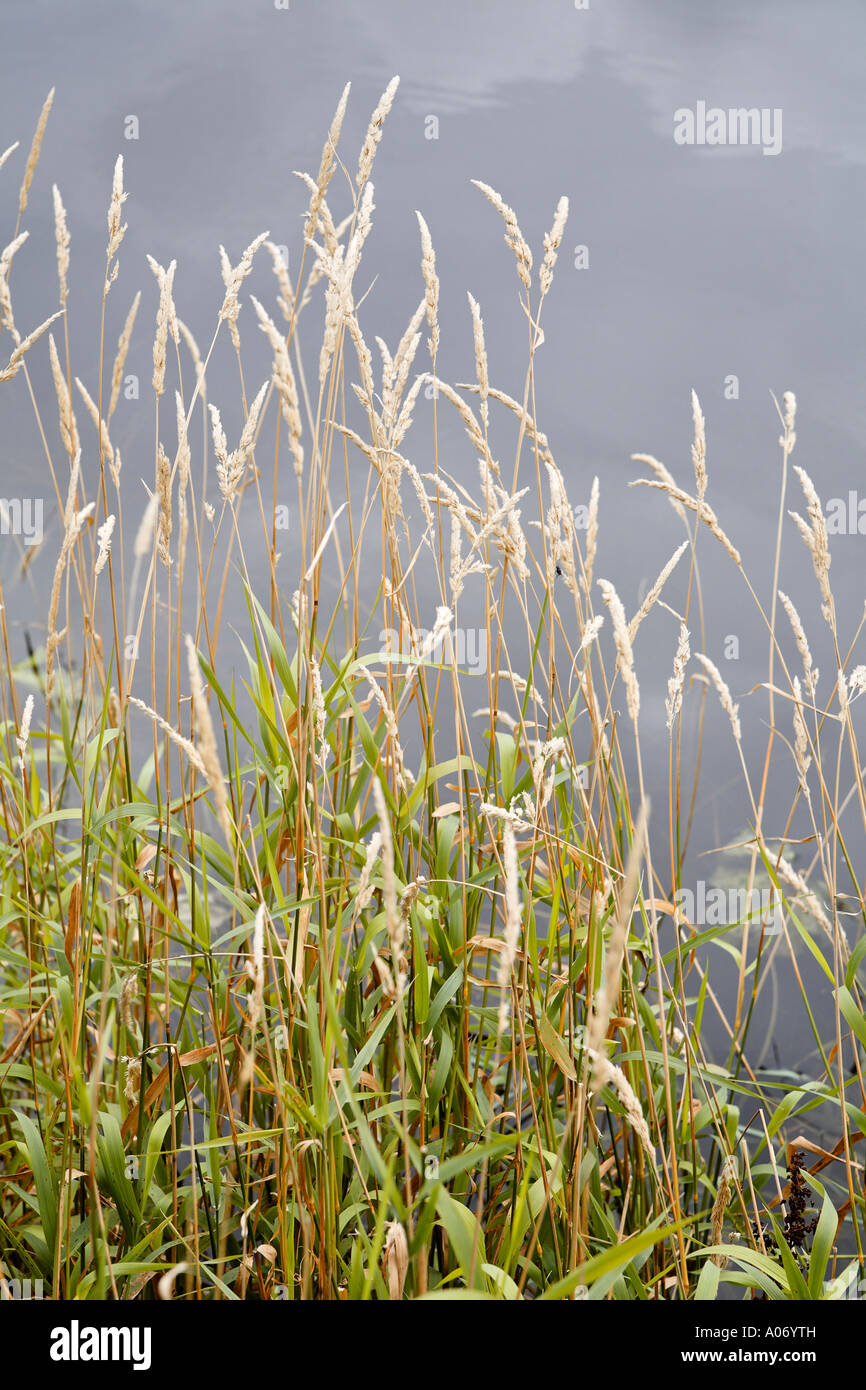 A Close up Photograph of Reeds, Hay and Grass in a Field Stock Photo Alamy