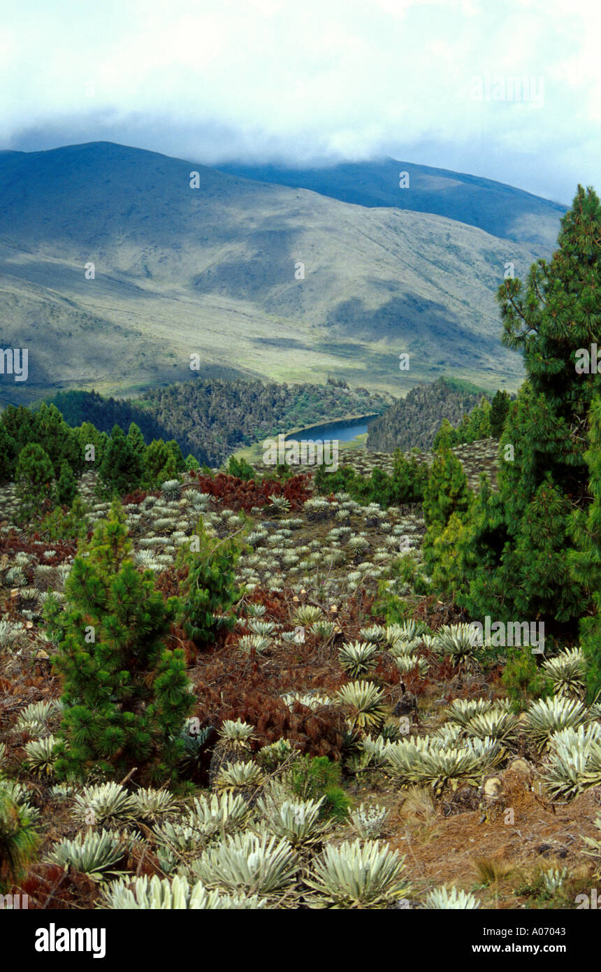 The Black Lagoon Sierra Nevada National Park Venezuela South America with Frailejon Plants in the Foreground Stock Photo