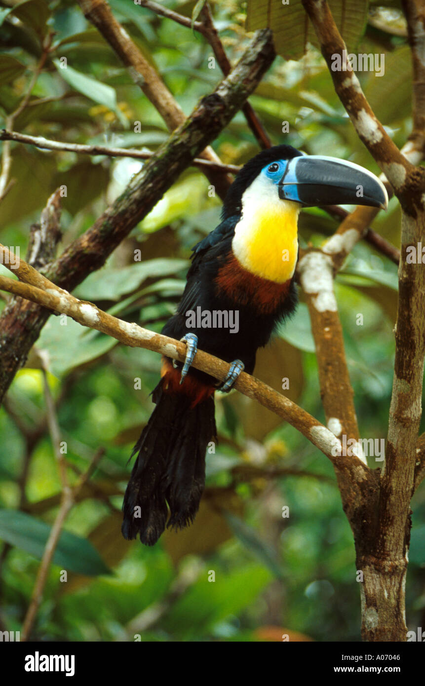 Sulphur and White Breasted Toucan, Ramphastos vitellinus vitellinus, Ramphastidae, Venezuela. Aka Channel-Billed Toucan. Stock Photo