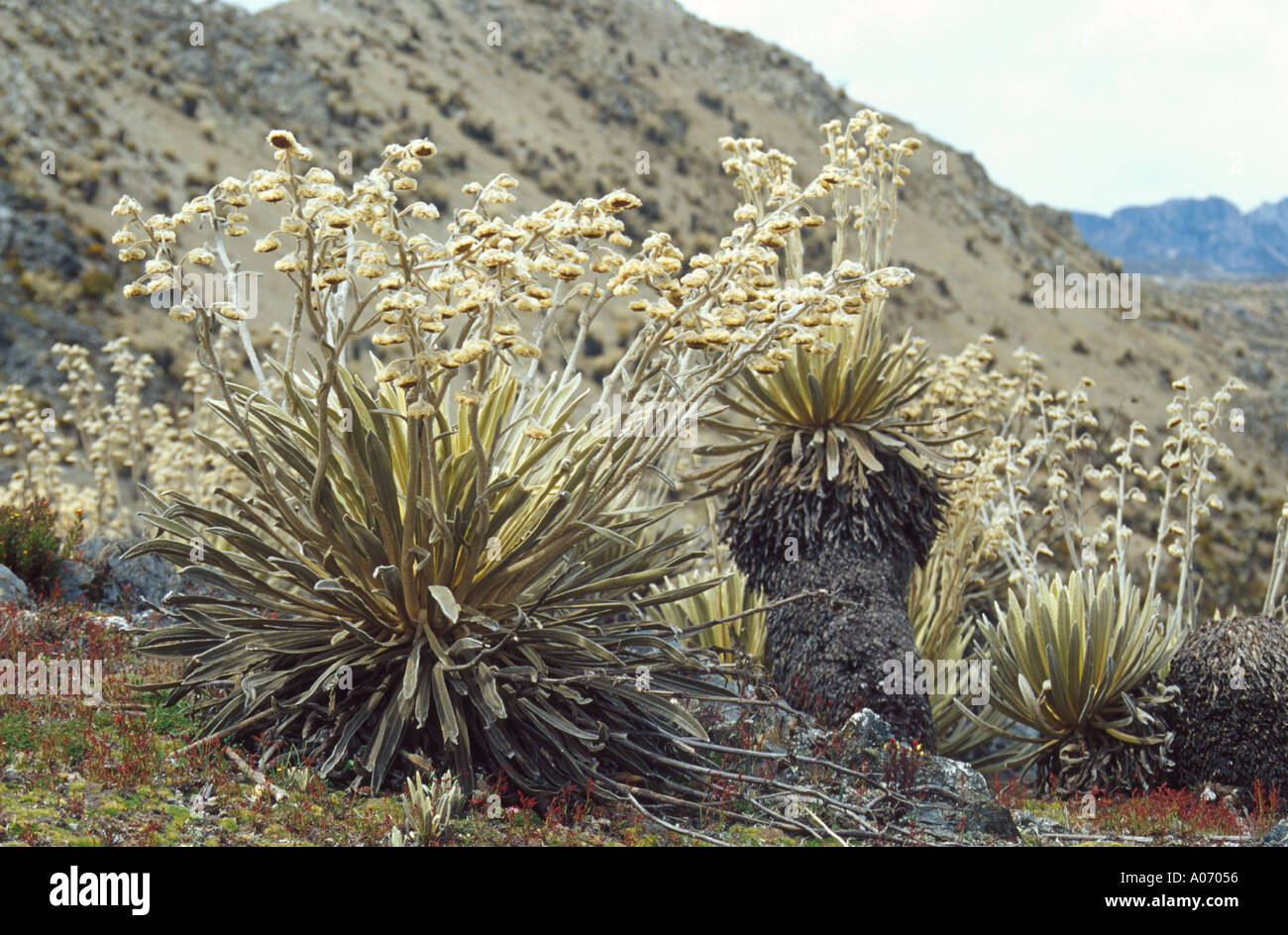 Frailejon Plants in the Sierra Nevada, Venezuela Stock Photo