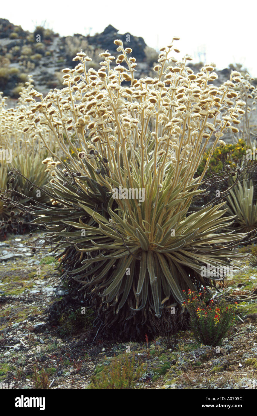 Frailejon Plants in the Sierra Nevada, Venezuela Stock Photo