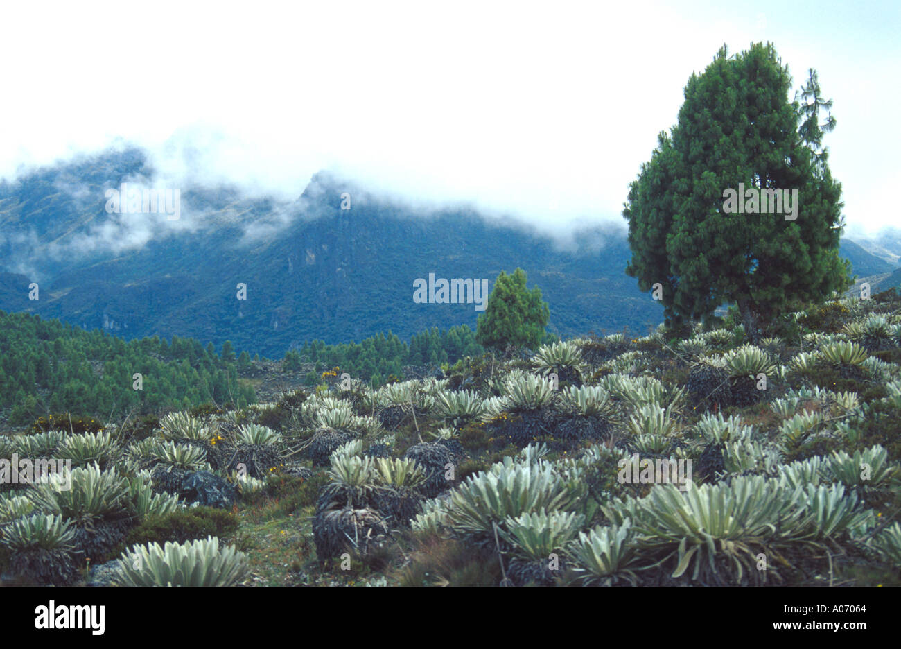 Frailejon Plants in a Sierra Nevada Landscape, Venezuela Stock Photo