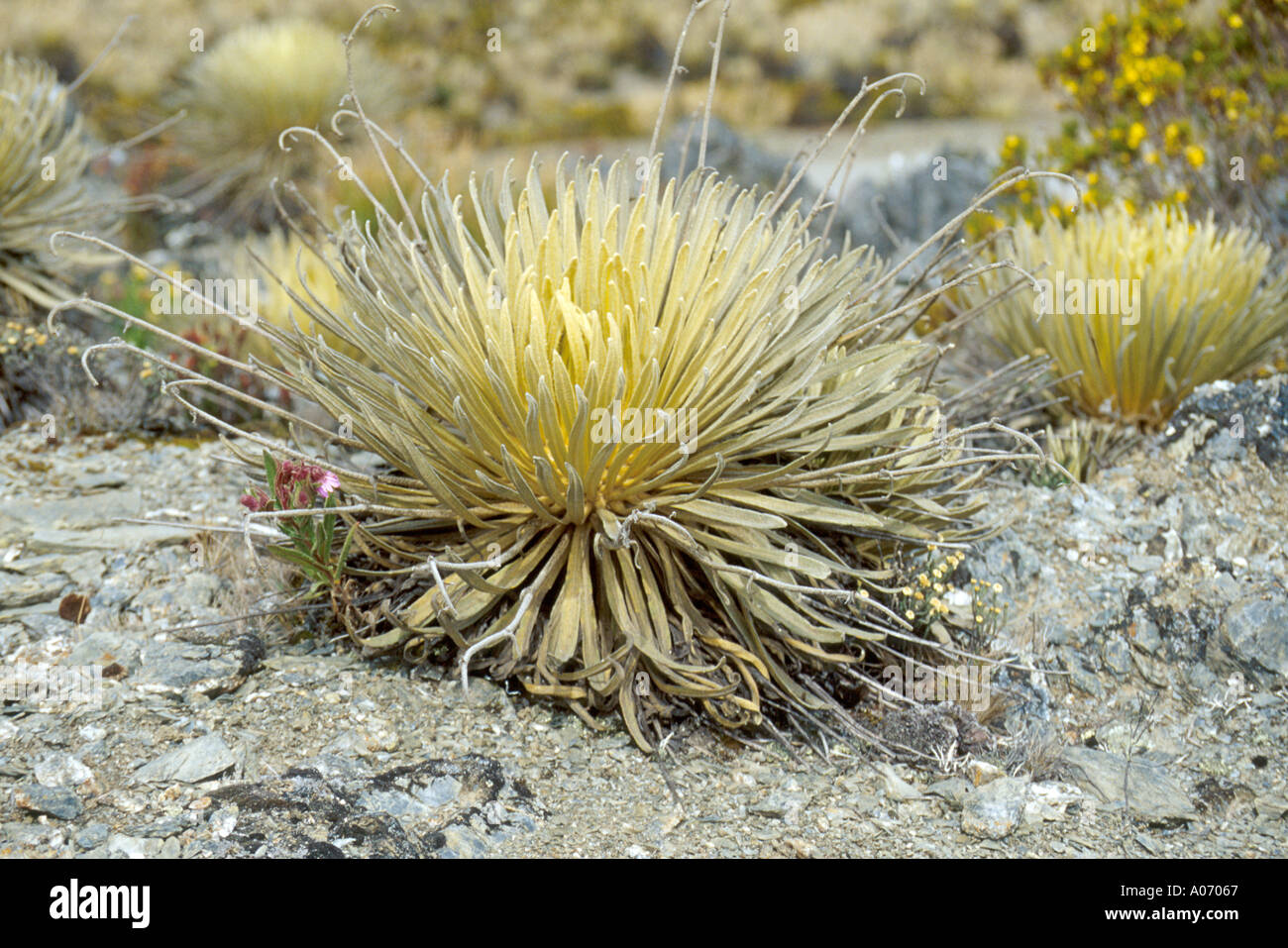 High Altitude Frailejon Plants Sierra Nevada, Venezuela Stock Photo