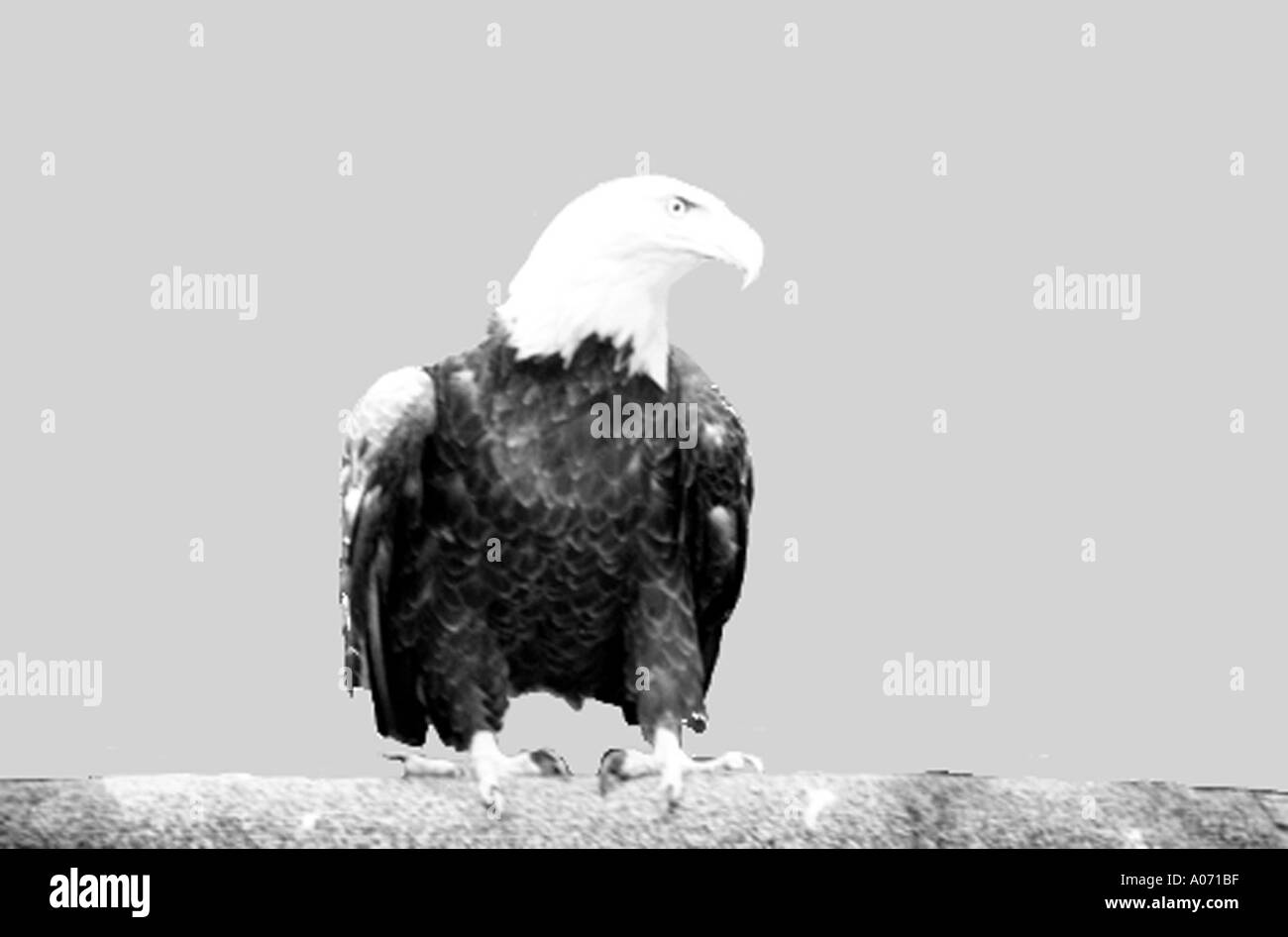 Eagle of power Black and White Stock Photos & Images - Alamy