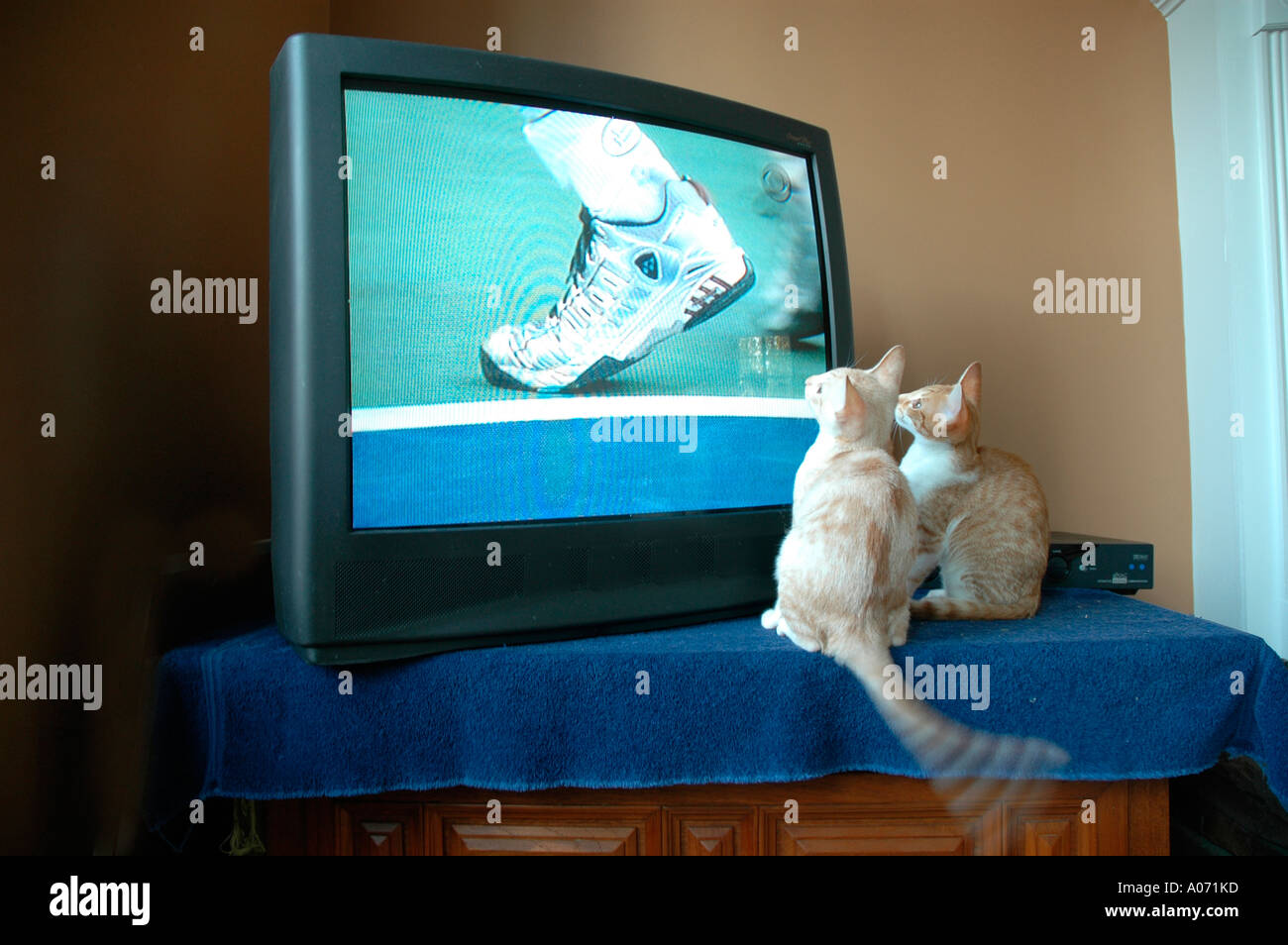 Cats watching tv hires stock photography and images Alamy