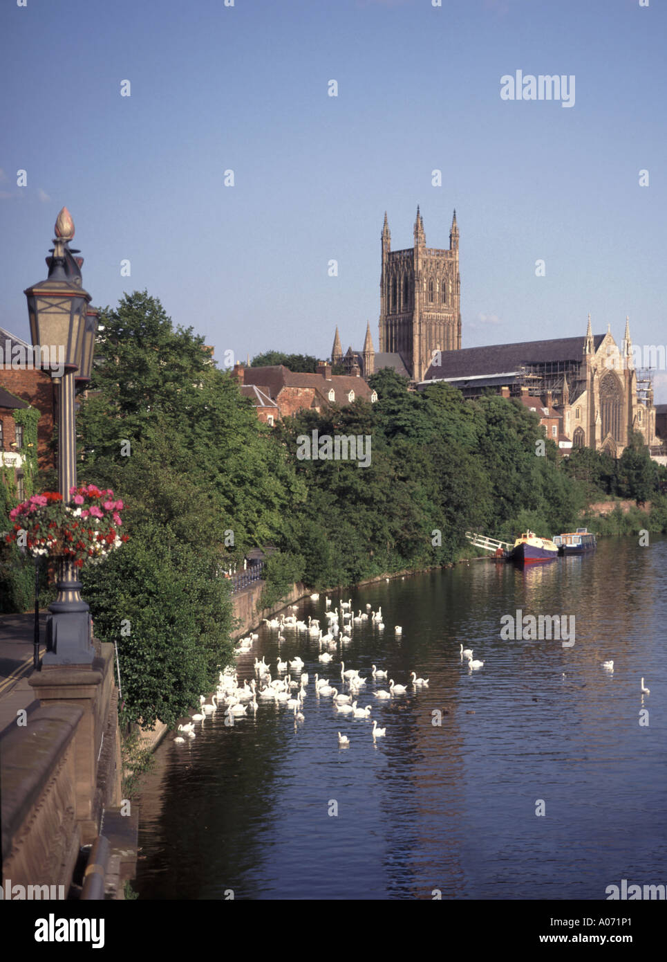 Large flock of swans on the River Severn historical Anglican Worcester Cathedral & Tower beyond seen on sunny blue sky day Worcestershire England UK Stock Photo