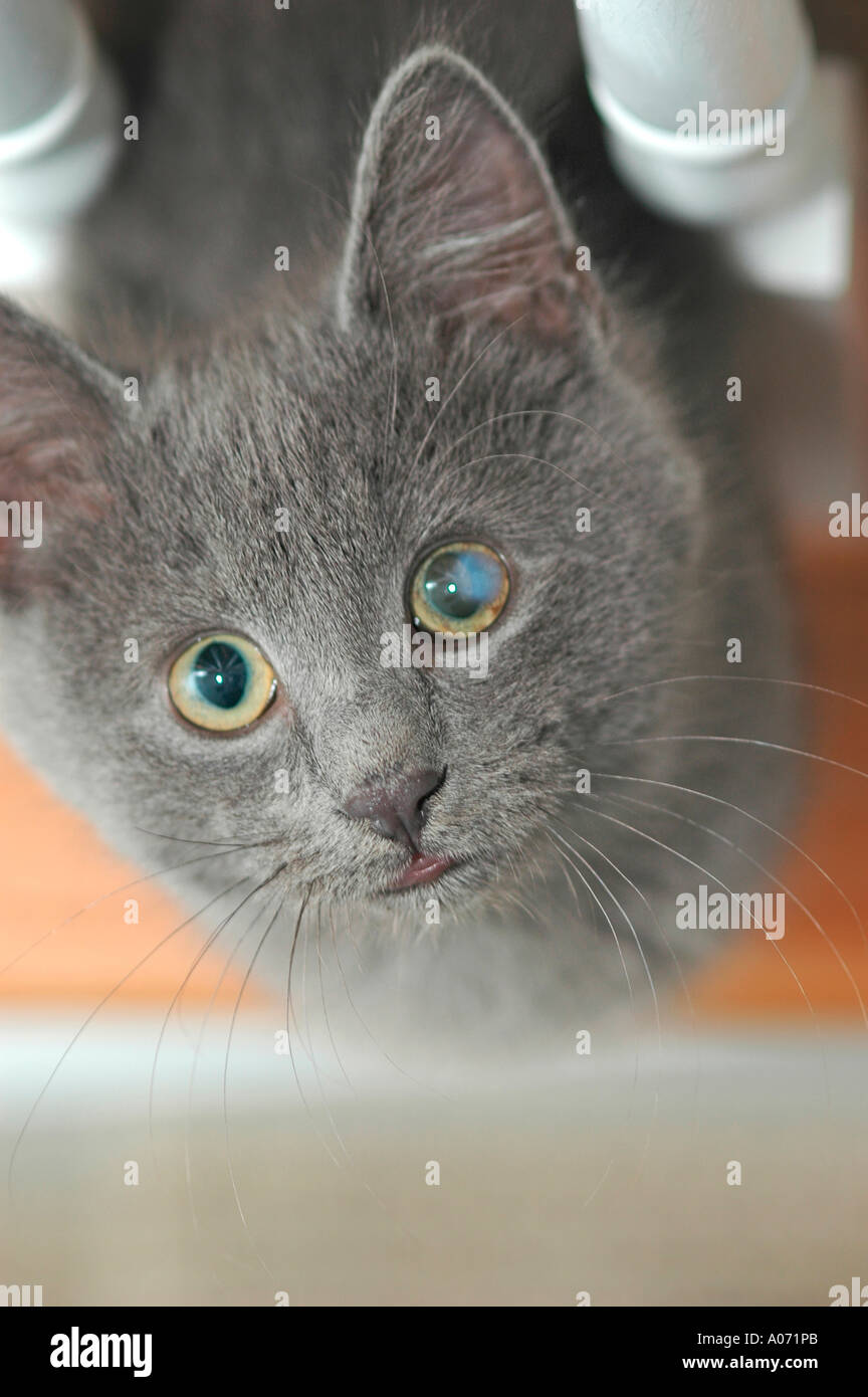 bob tailed blue grey kitten with genetic eye problem PPM which goes away with age most of the time and causes no problems DVM Stock Photo