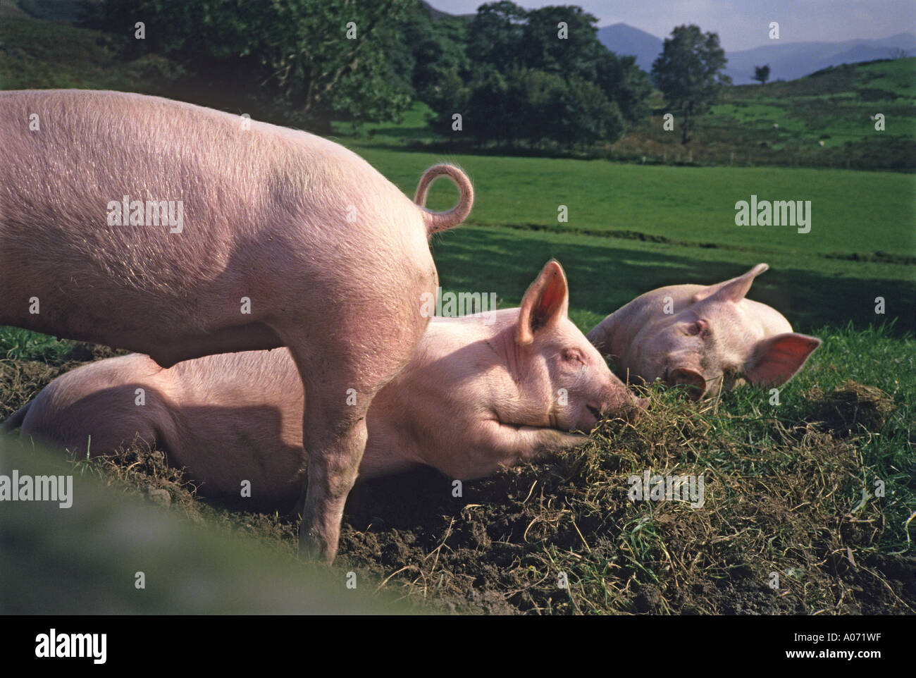 "Piglets, Borrowdale, Cumbria, "Lake District" Stock Photo