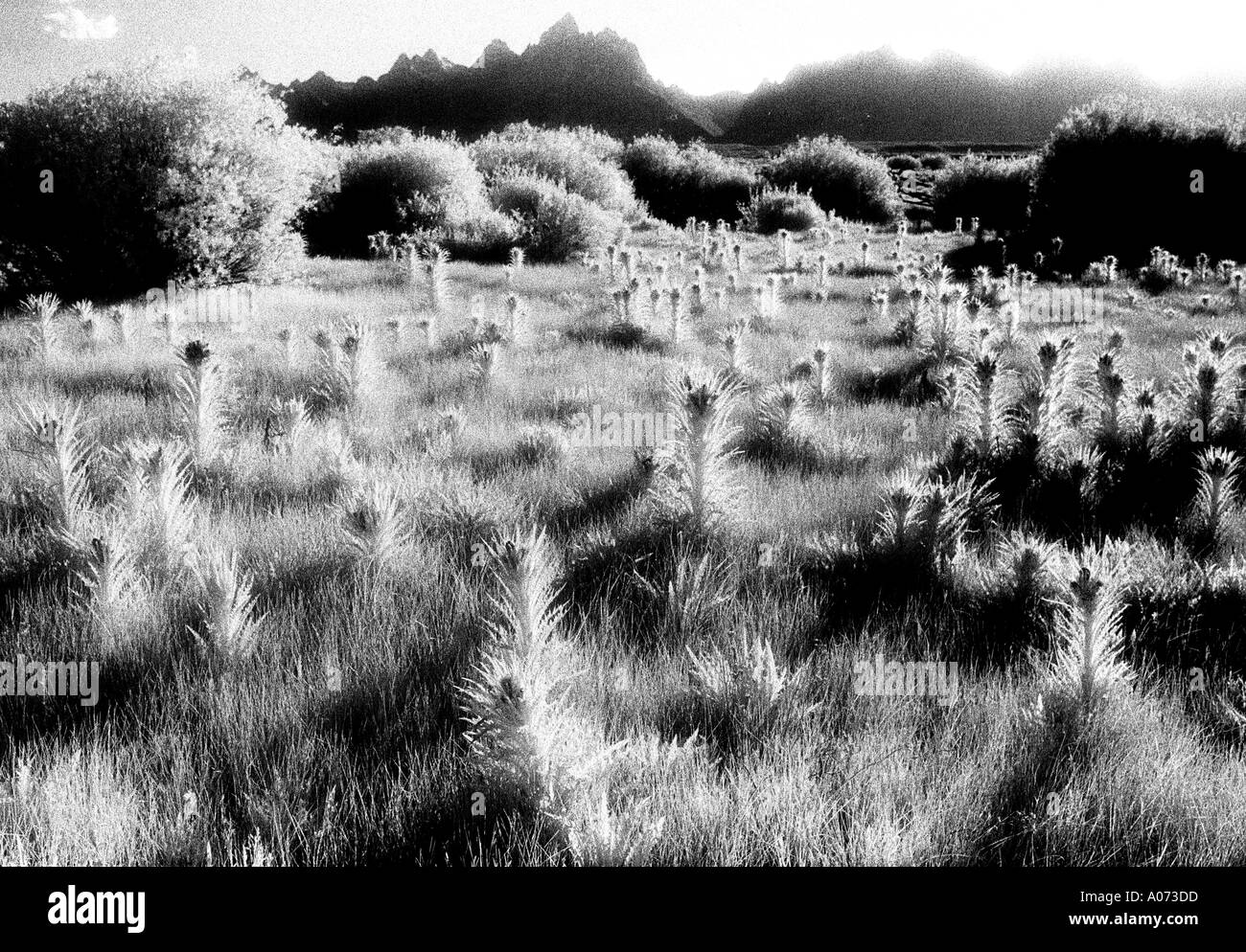 THISTLES The AL in Black & Brown