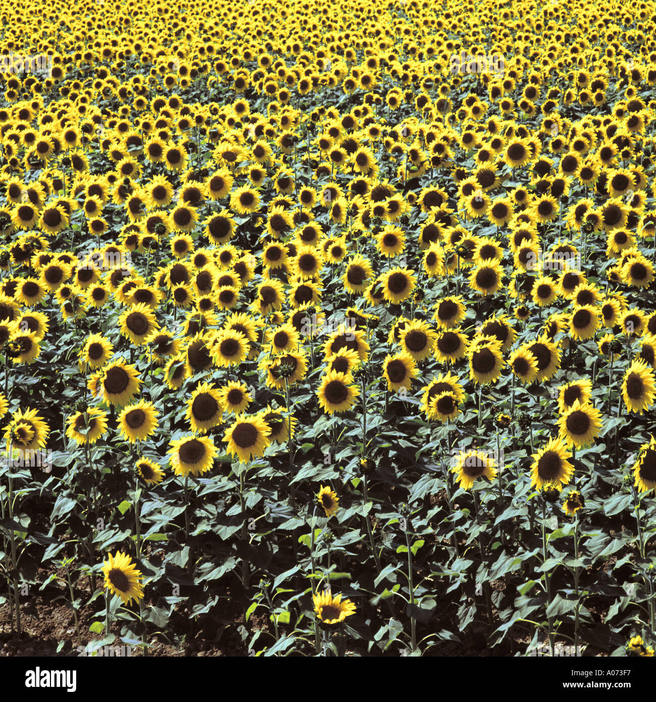Sunflowers Zamora Spain Stock Photo
