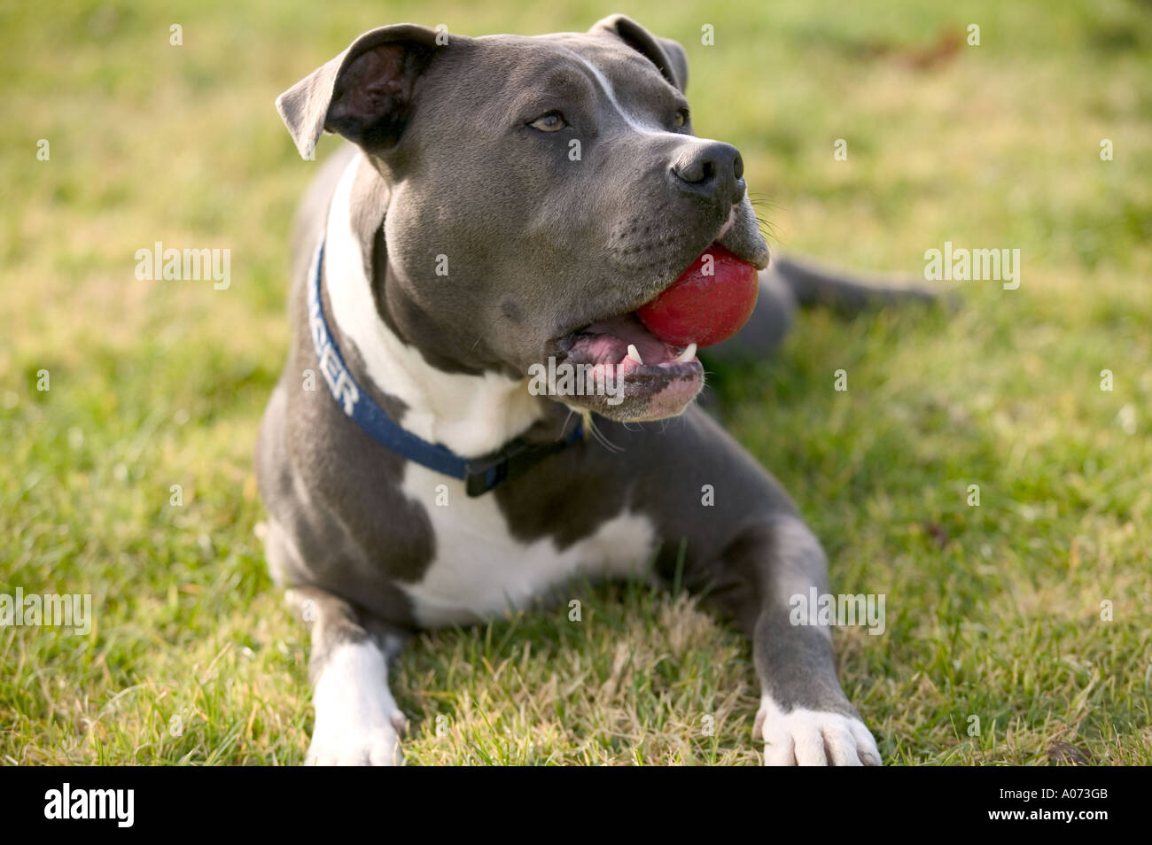 Pitt Bull Terrier Dog with Ball Stock Photo