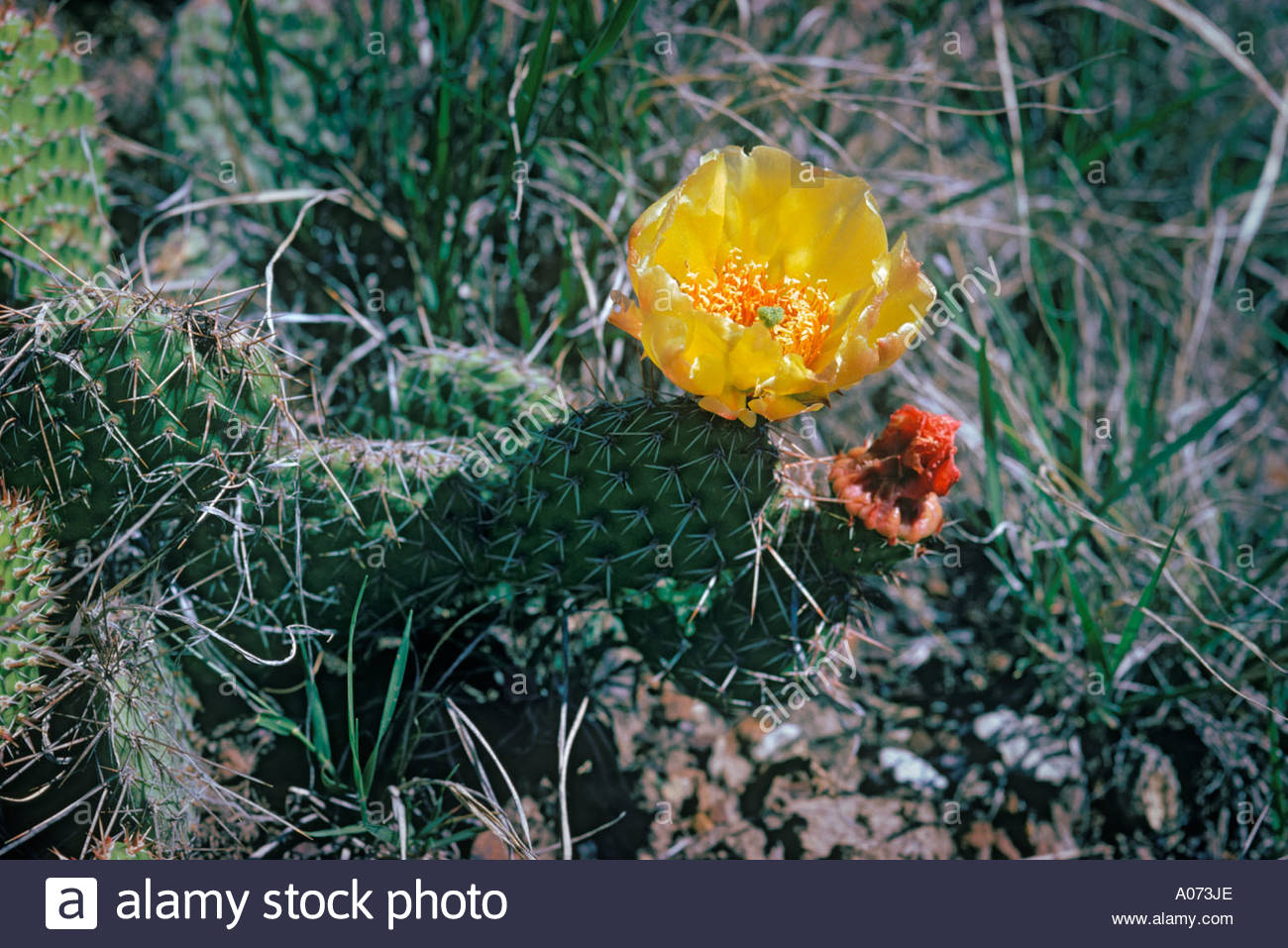Prickly pear cactus or plains pricklypear found on the dry western plains of North America -