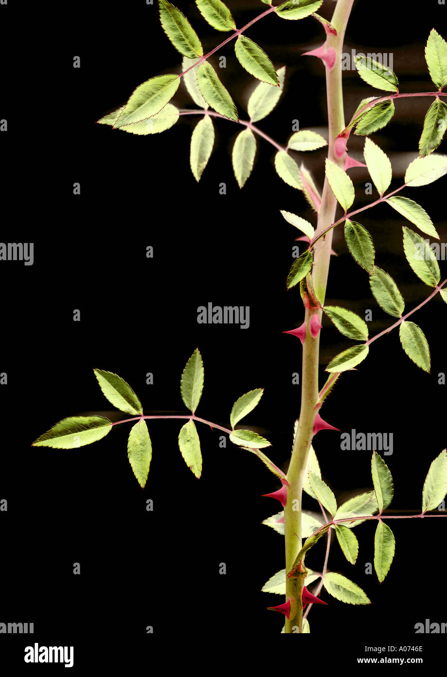 Thorn rose hi-res stock photography and images - Alamy