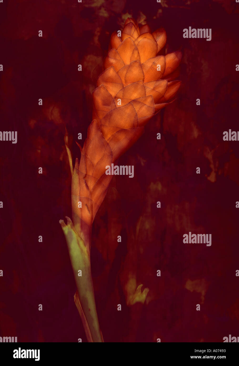 Beauty of the art hi-res stock photography and images - Alamy