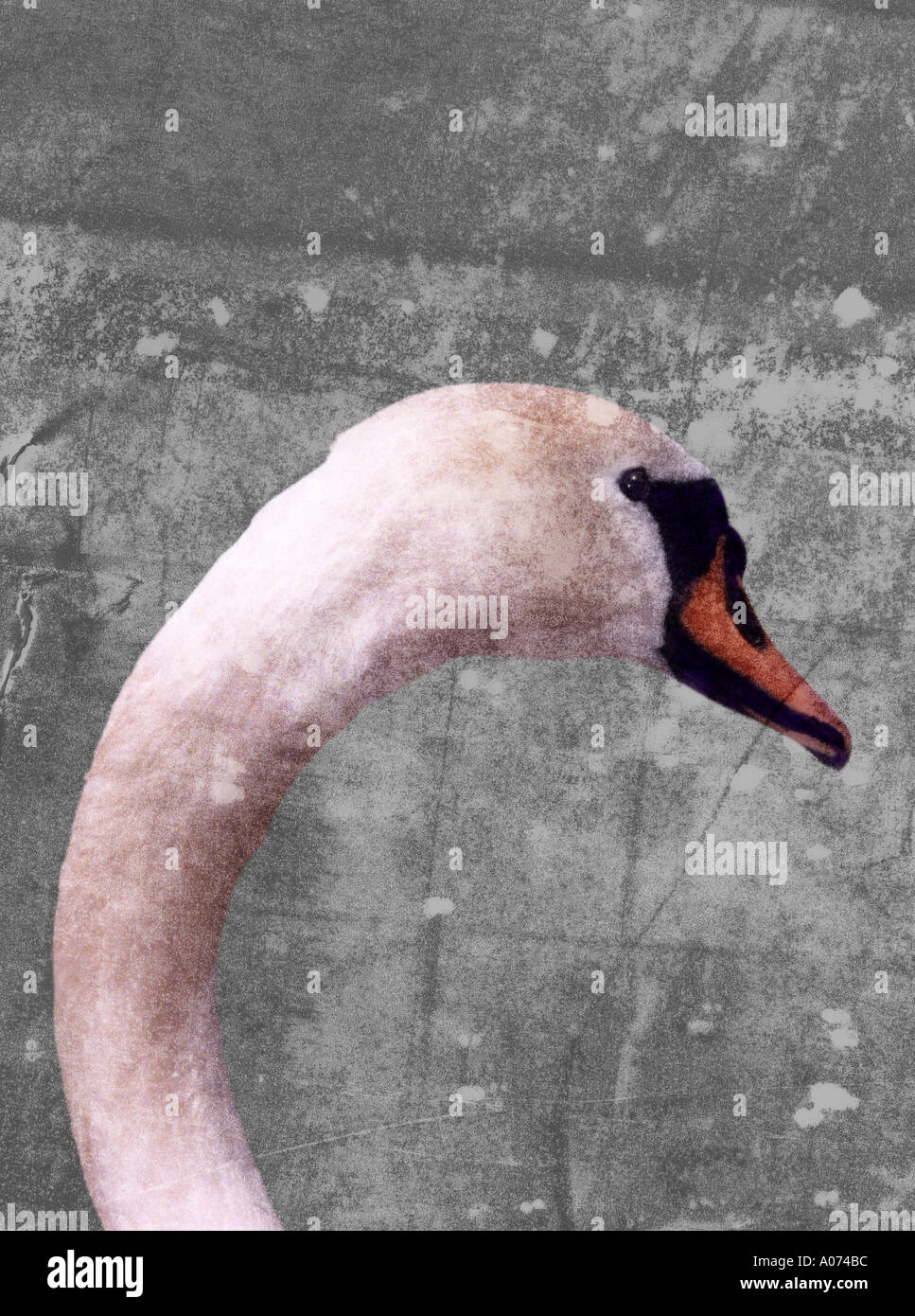 Swan Stock Photo