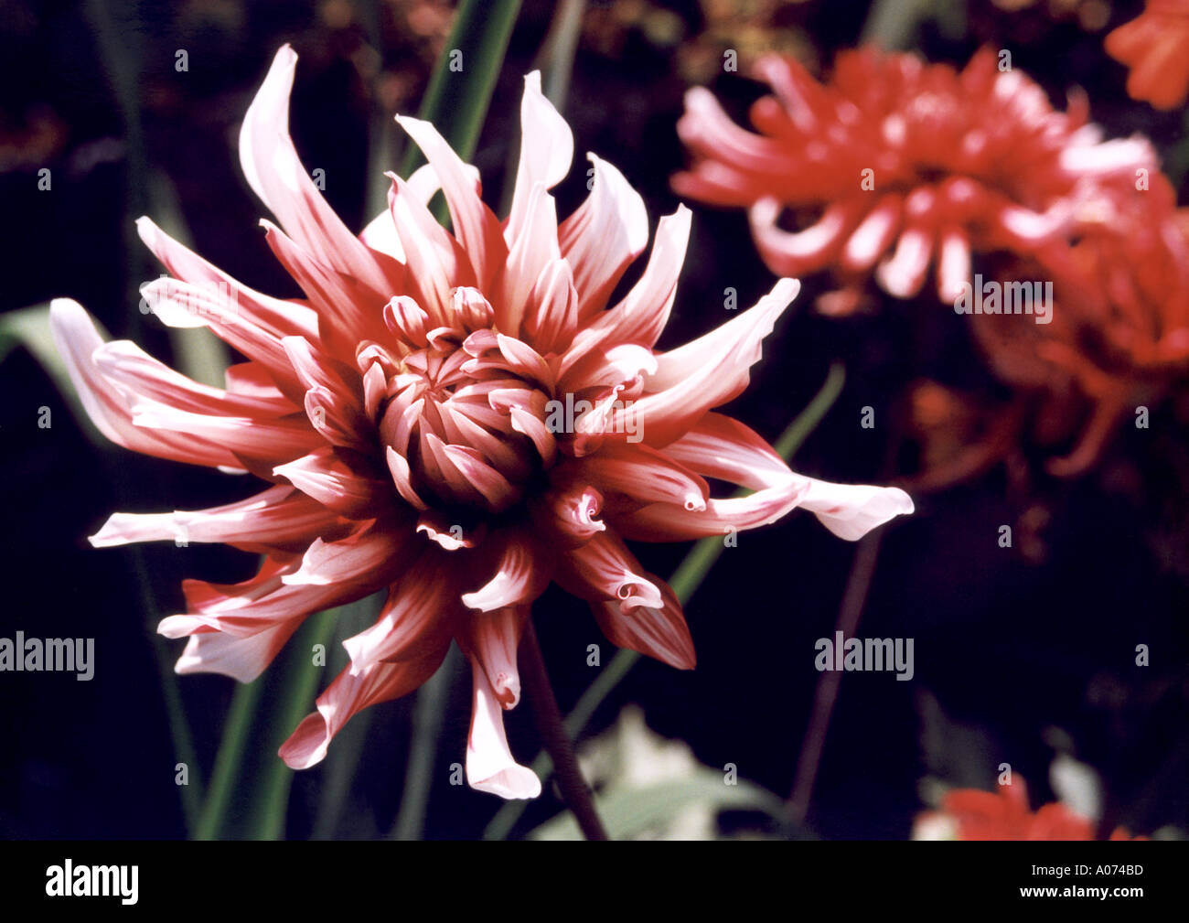 English flower garden hi-res stock photography and images - Alamy