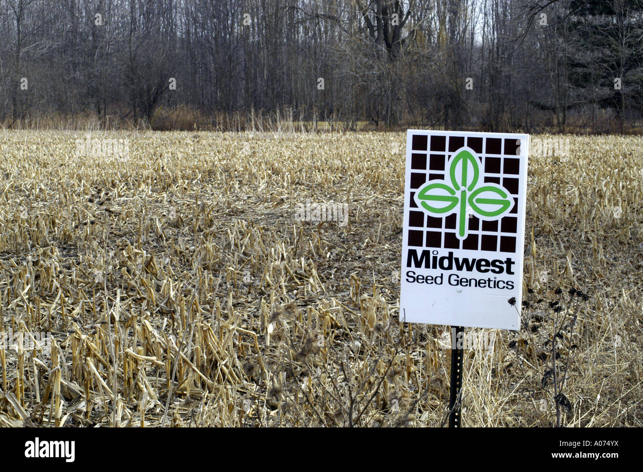 P11 104 Genetically Engineered Seed Field Stock Photo