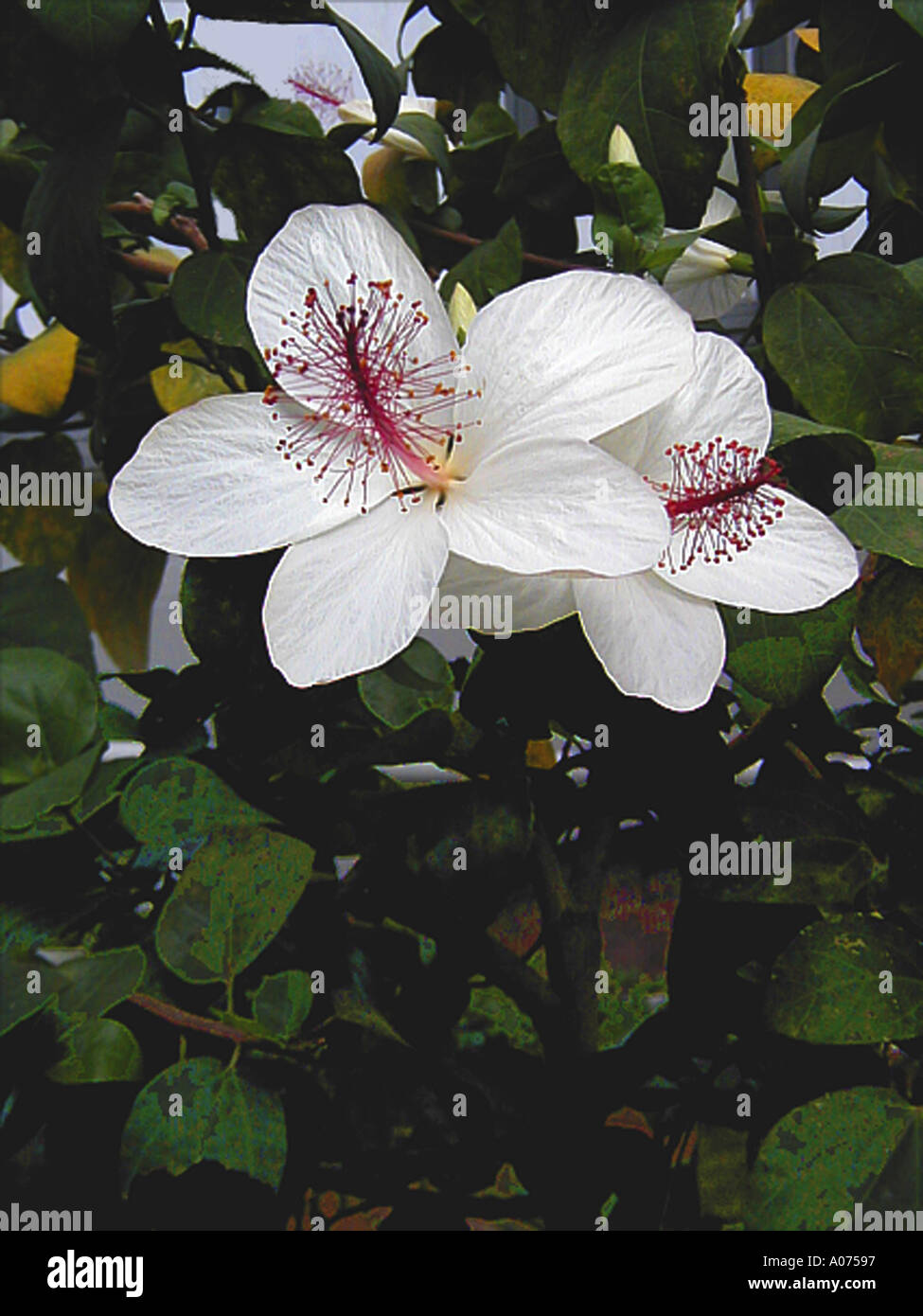 White Hibiscus Stock Photo