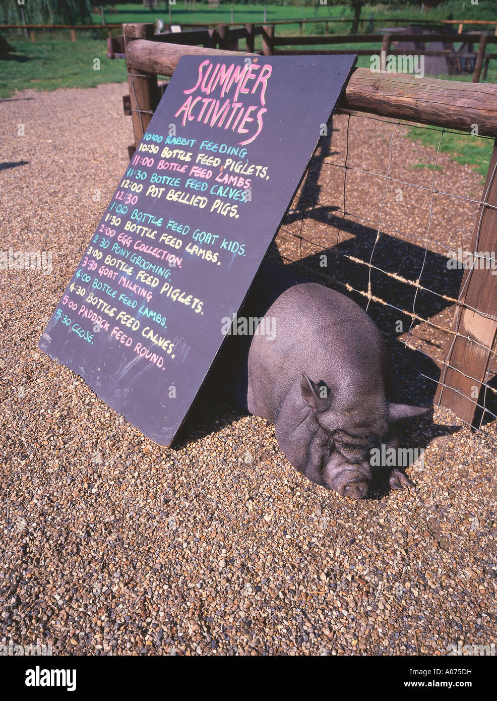 Pot Bellied Pig in Childrens Animal Farm UK Norfolk Stock Photo