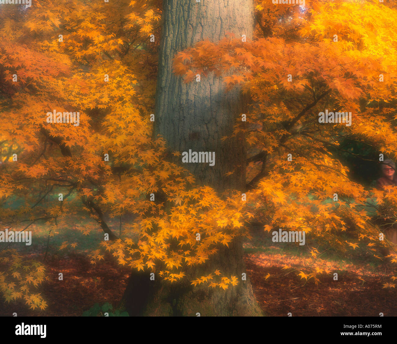 Trunk leaves autumn westonbirt hi-res stock photography and images - Alamy