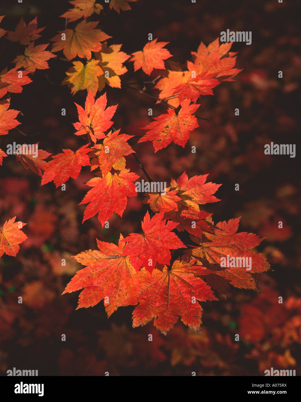 Trunk leaves autumn westonbirt hi-res stock photography and images - Alamy