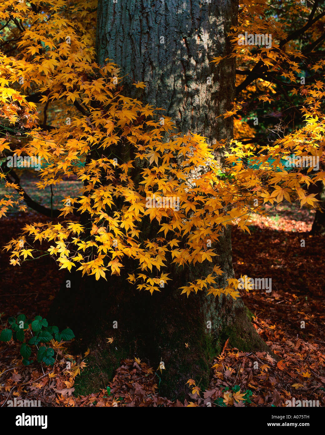 Trunk leaves autumn westonbirt hi-res stock photography and images - Alamy