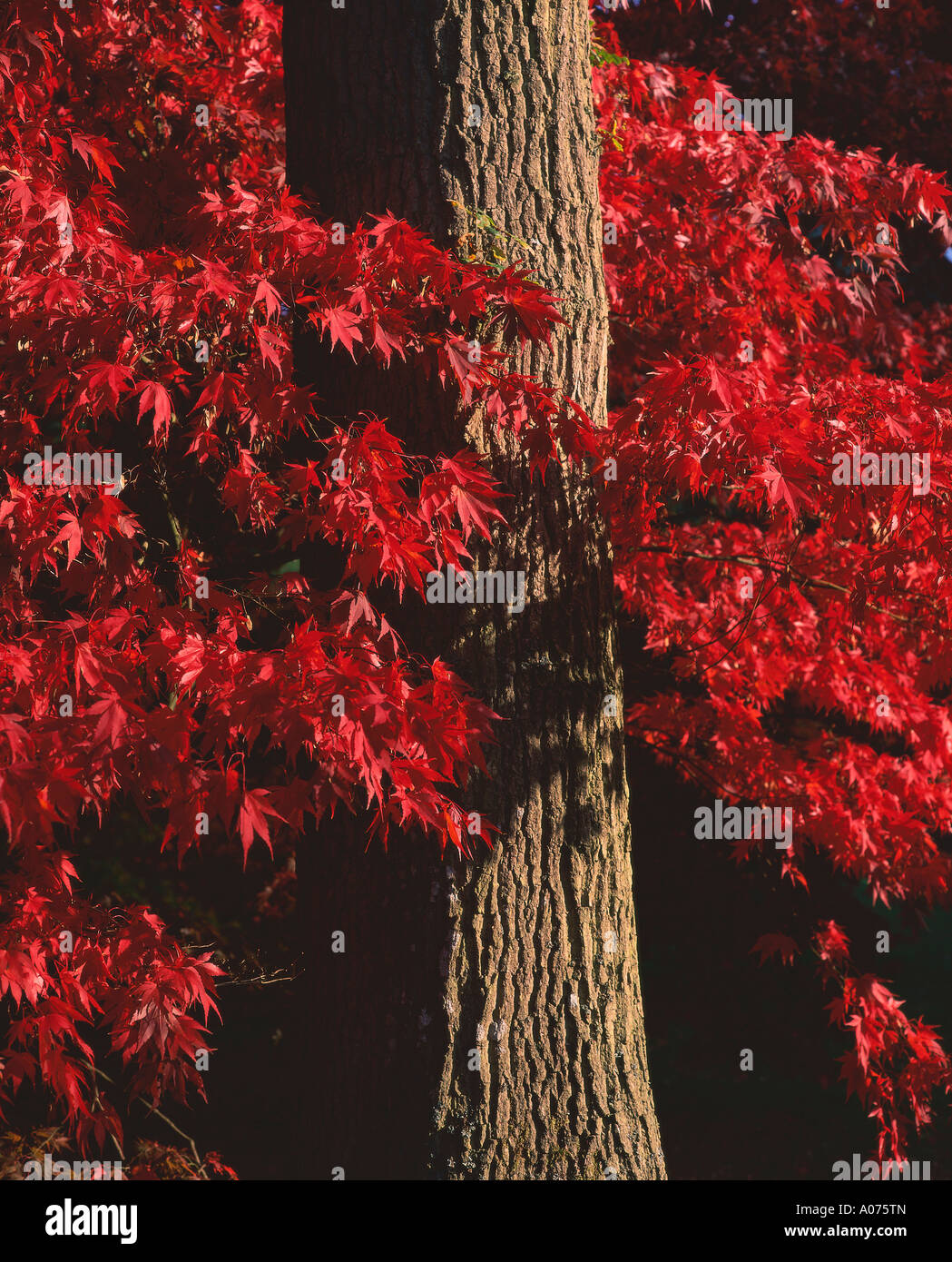 Trunk Leaves Autumn Westonbirt High Resolution Stock Photography and ...