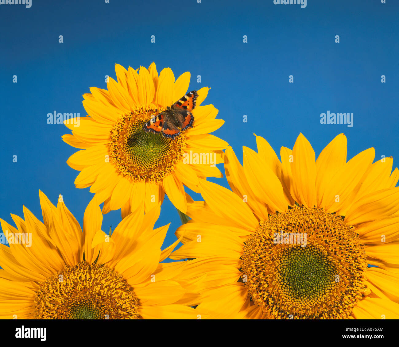 Tortoiseshell Butterfly Feeding on Sunflower Stock Photo
