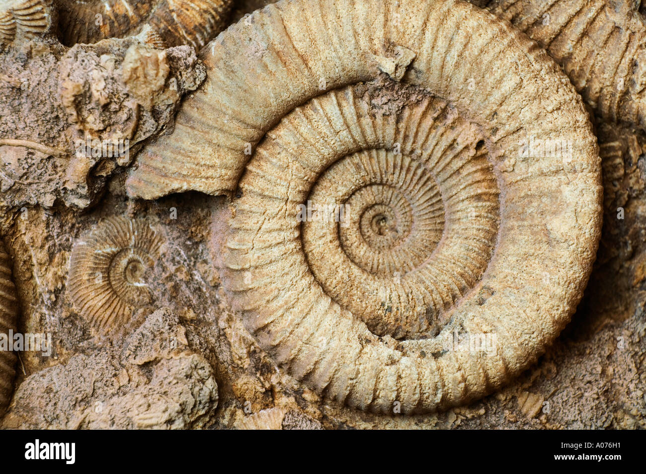 Fossil of snail Stock Photo