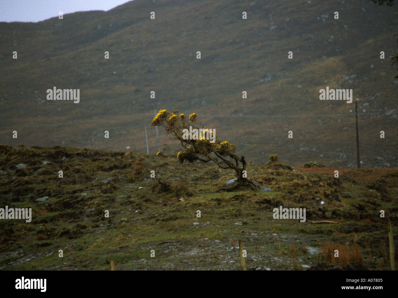 A lonely bush standing up against the wind on Achill Head, Ireland Stock Photo