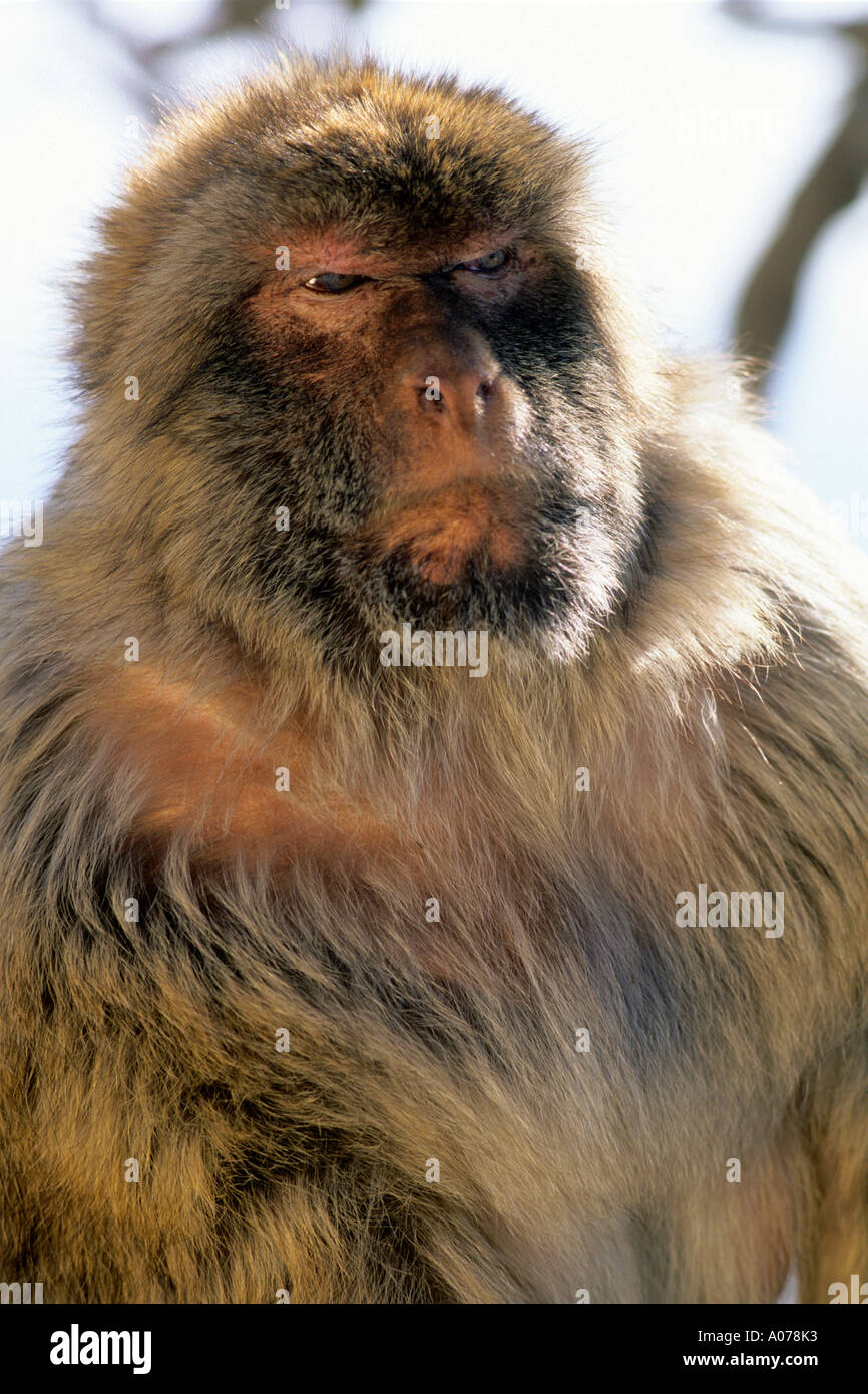 A Gibraltar ape. Stock Photo