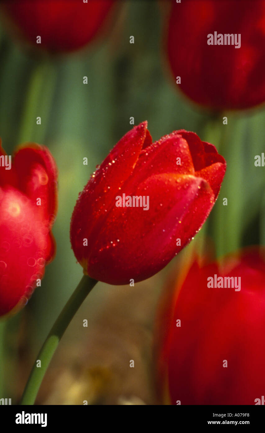 Selective red hi-res stock photography and images - Alamy