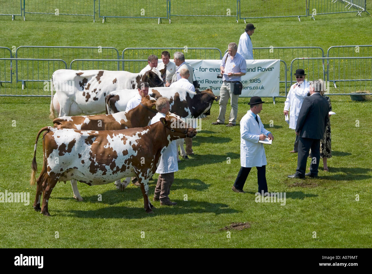 Cows lined up in judging ring at agriculture show Stock Photo