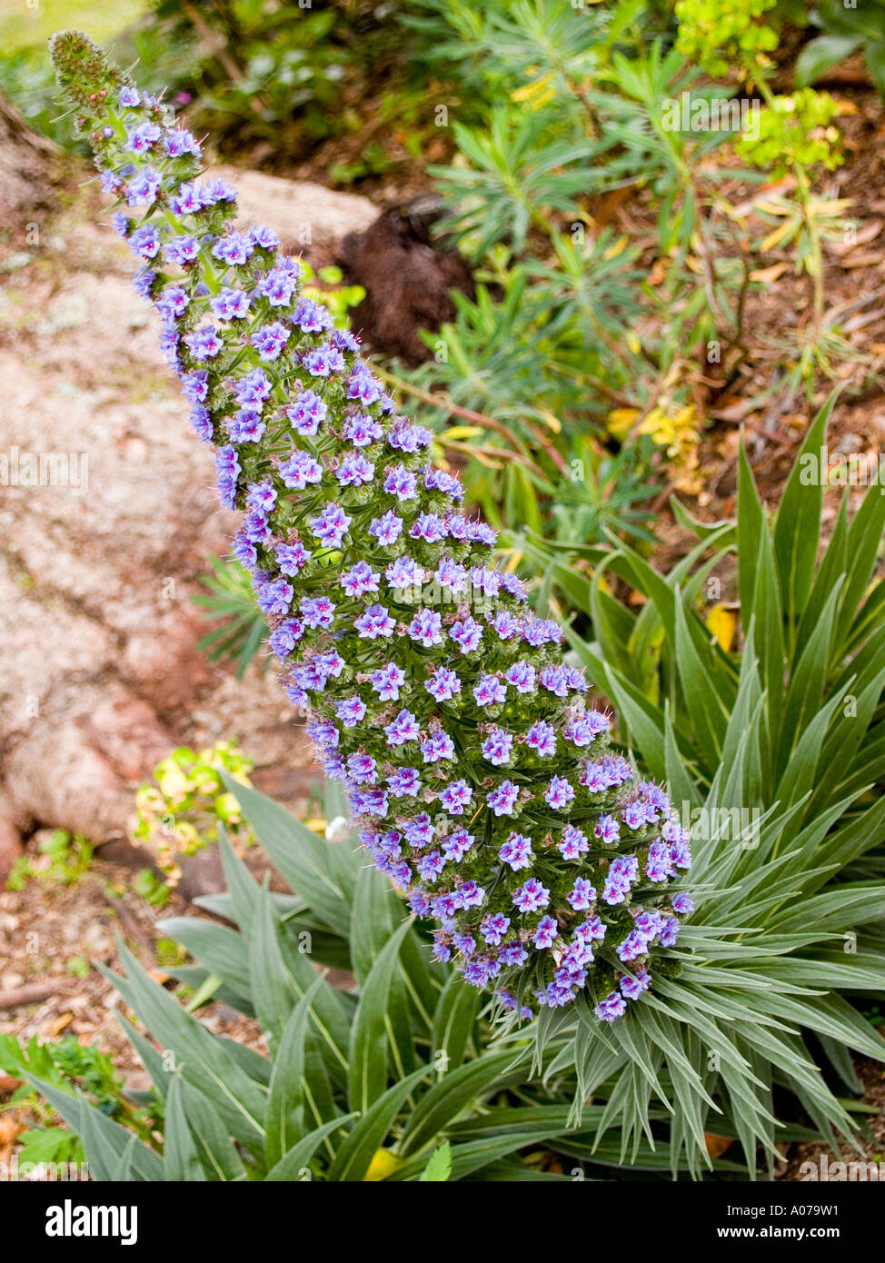 Echium Hybrid Cultivar blue and red flowered foxtail lily or desert candle Liliaceae Stock Photo