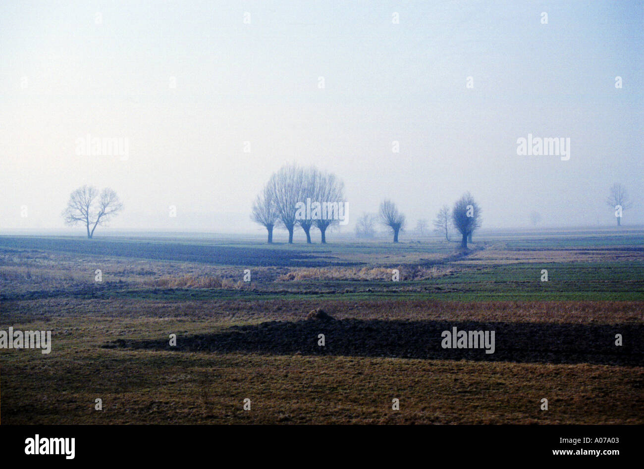Tree Skeletons High Resolution Stock Photography and Images - Alamy