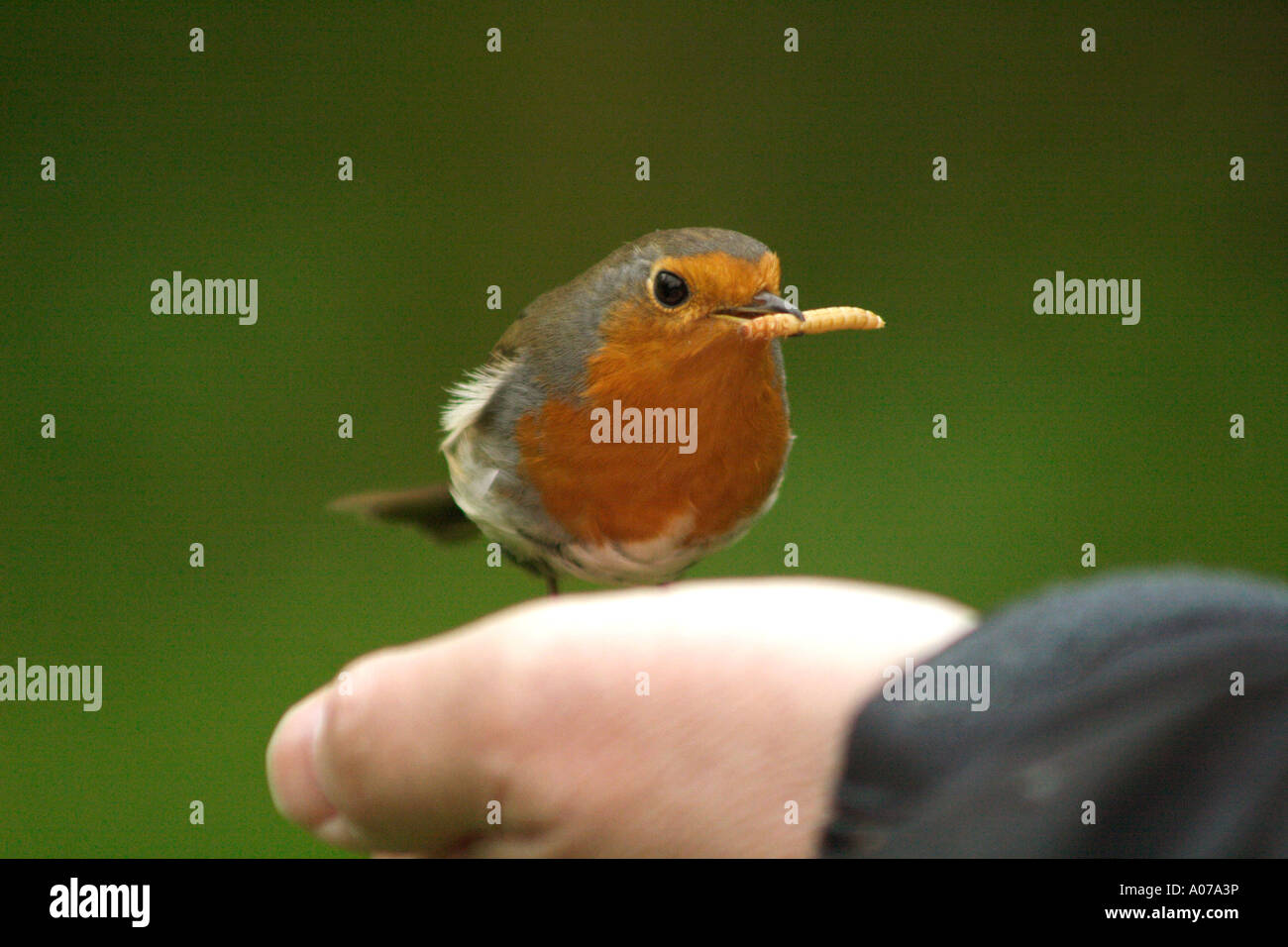Wild Robin taking live mealworms from a person's hand to take back to