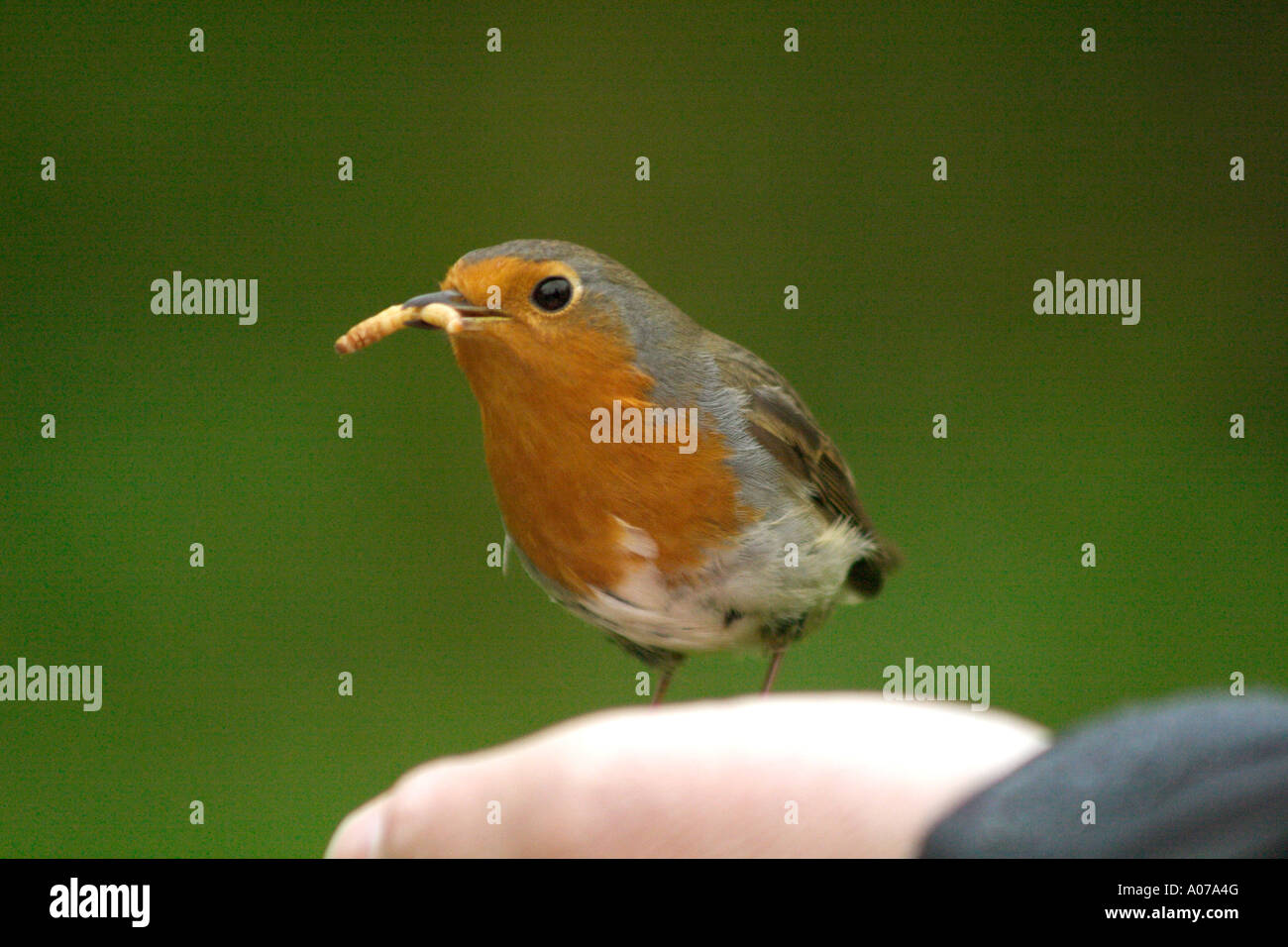 Wild Robin taking live mealworms from a person's hand to take back to