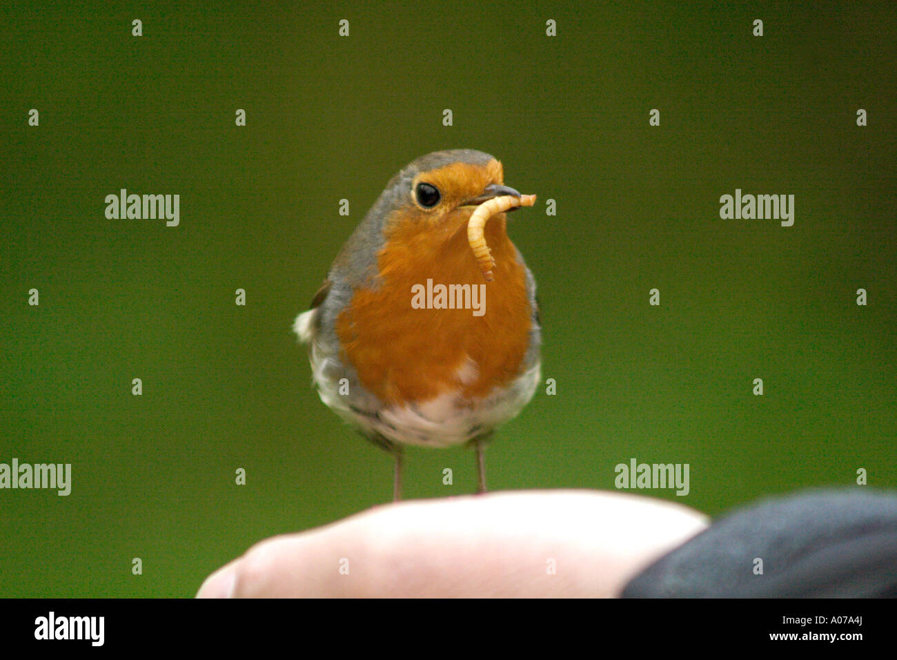 Wild Robin taking live mealworms from a person's hand to take back to