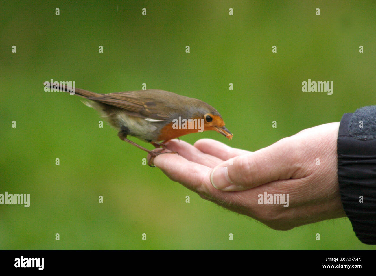 Wild Robin taking live mealworms from a person's hand to take back to