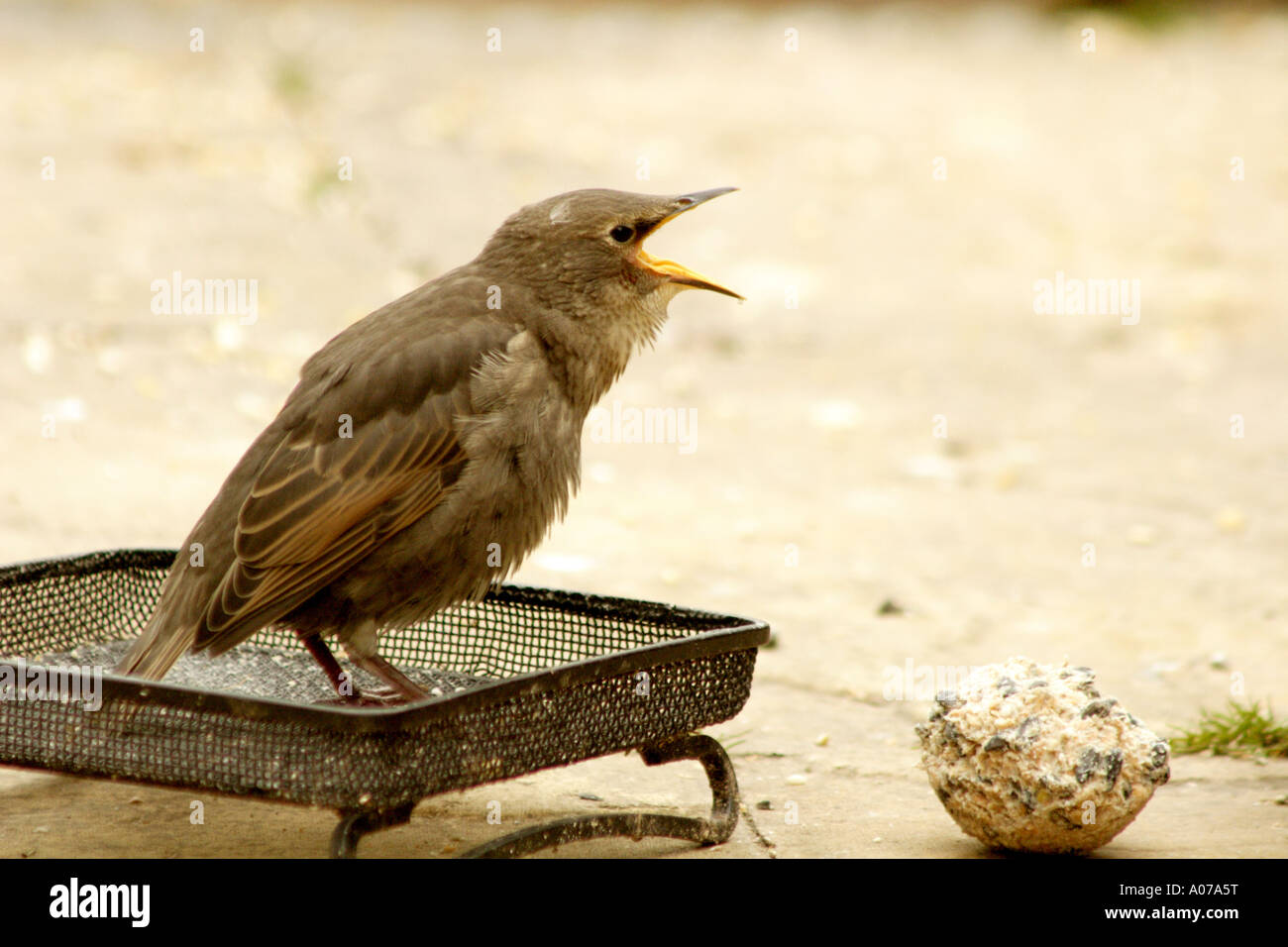Juvenile Starling, Sturnus vulgaris, perhced in seed tray, waiting to be fed by an adult, UK Stock Photo