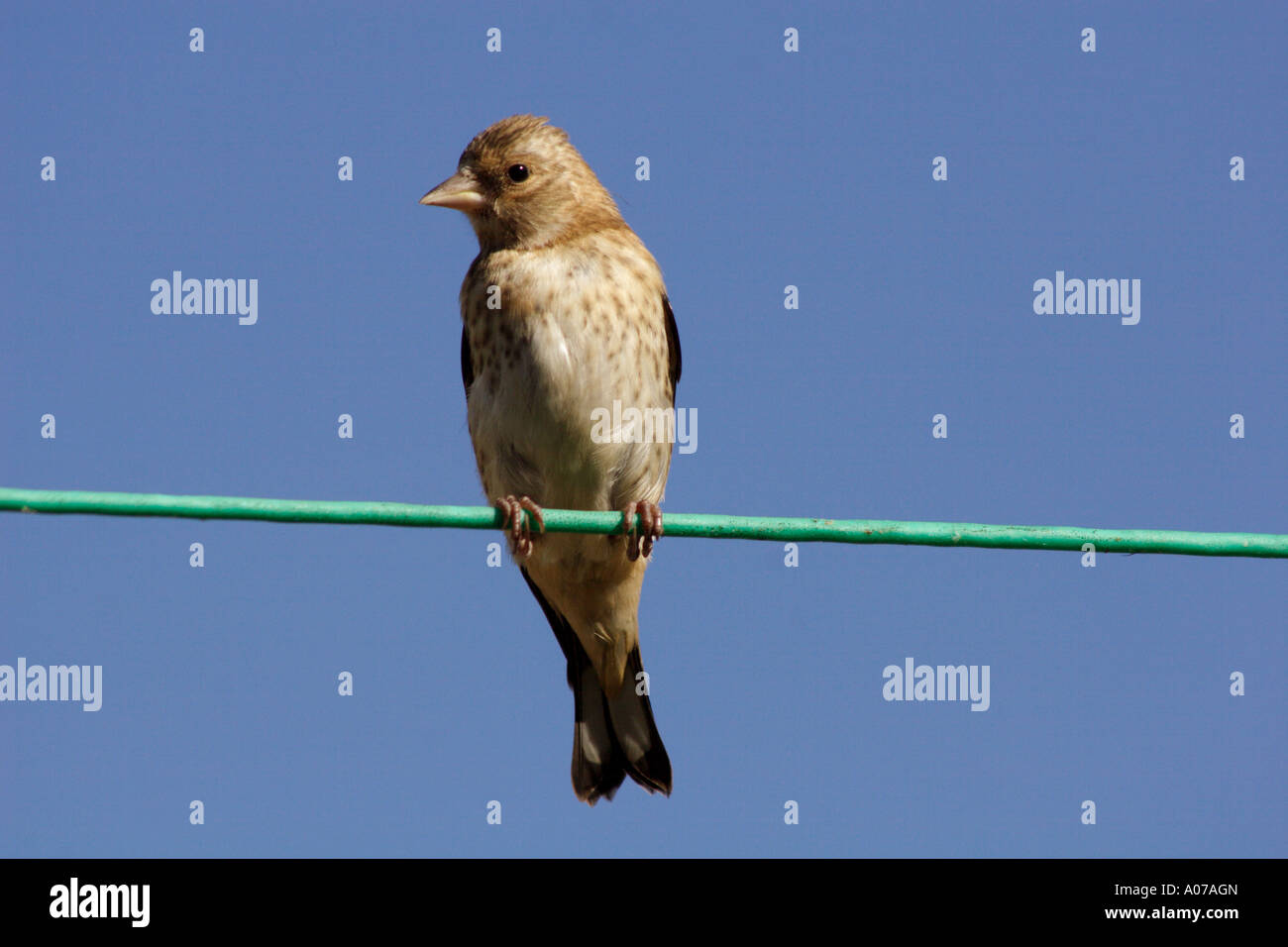 Juvenile Goldfinch, Carduelis carduelis, perched on washing line in a garden, UK. Stock Photo