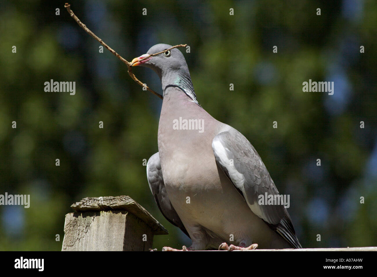 Wood Pigeon, Columba palumbus, carrying stick Stock Photo