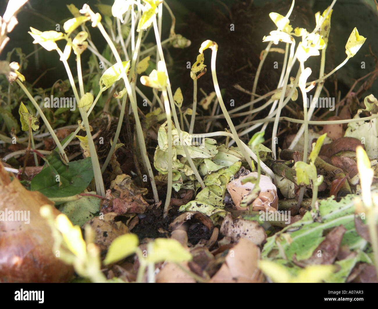 Beans Sprouting in Compost bin 2 Stock Photo Alamy