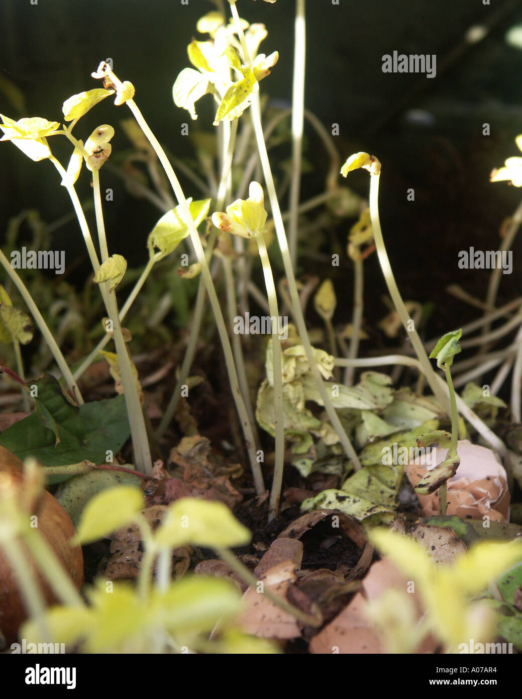 Beans Sprouting in Compost bin Stock Photo Alamy