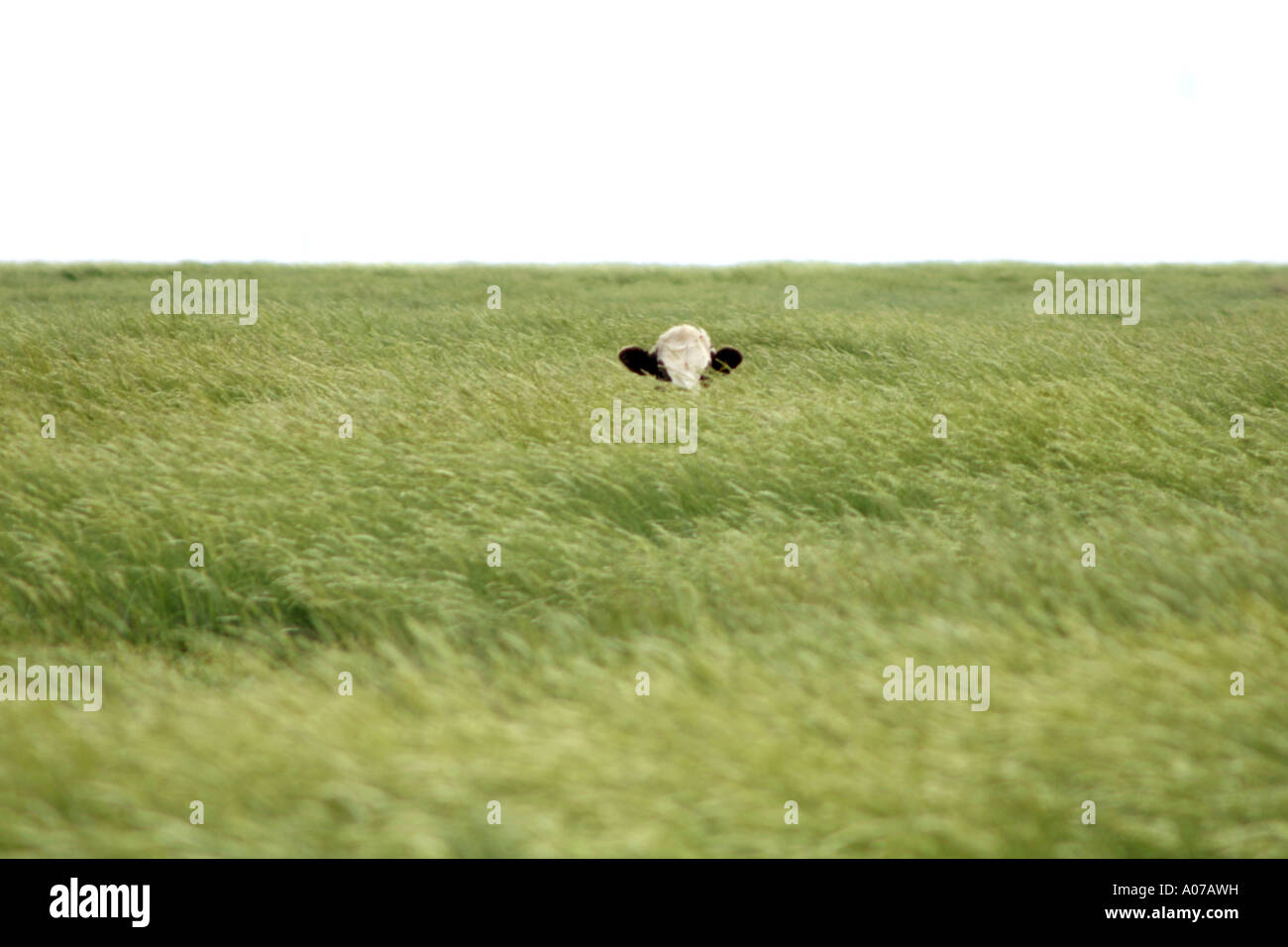 Cow grazing at the Wash, Lincolnshire, UK Stock Photo Alamy