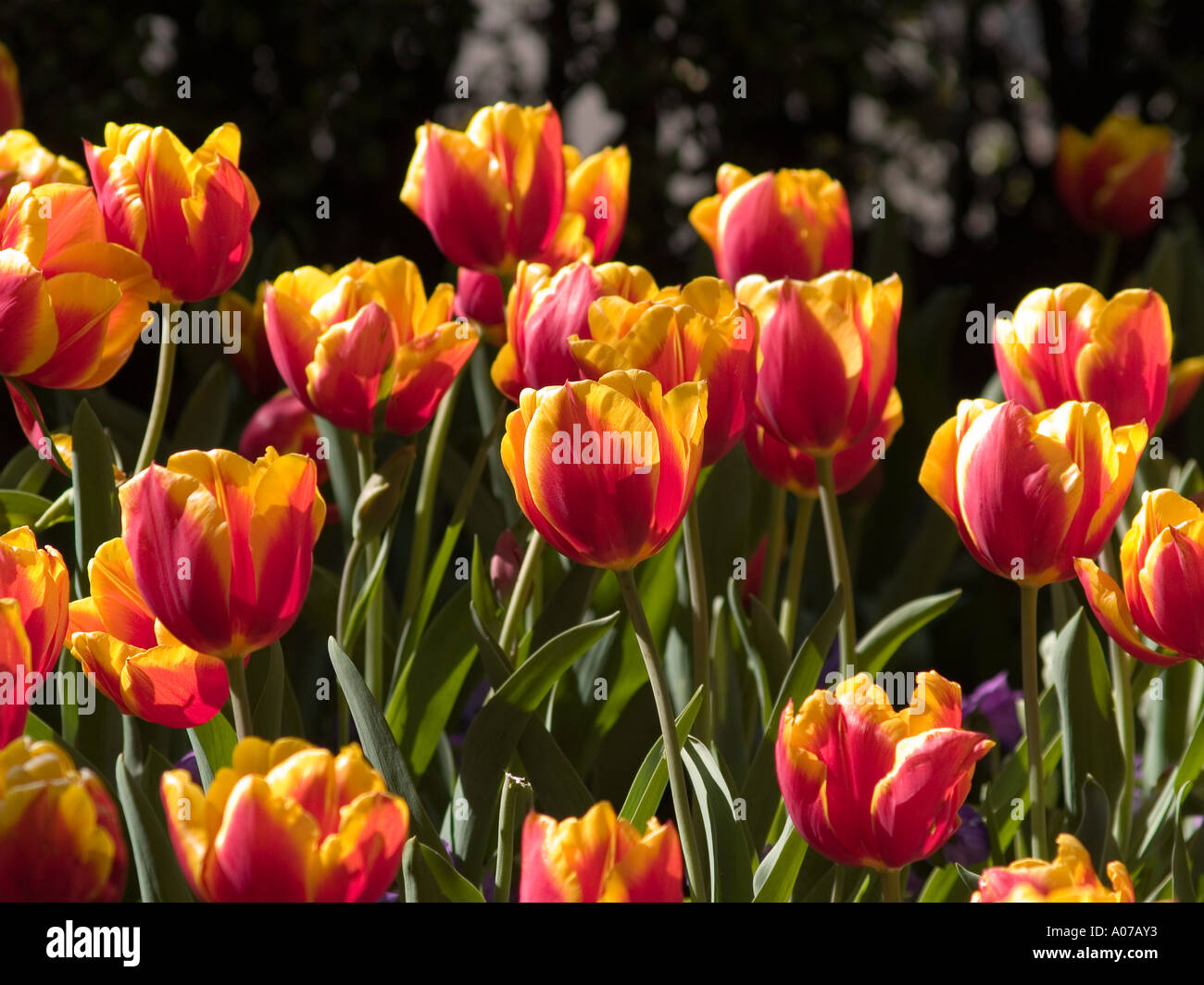 Annual tulip display hi-res stock photography and images - Alamy