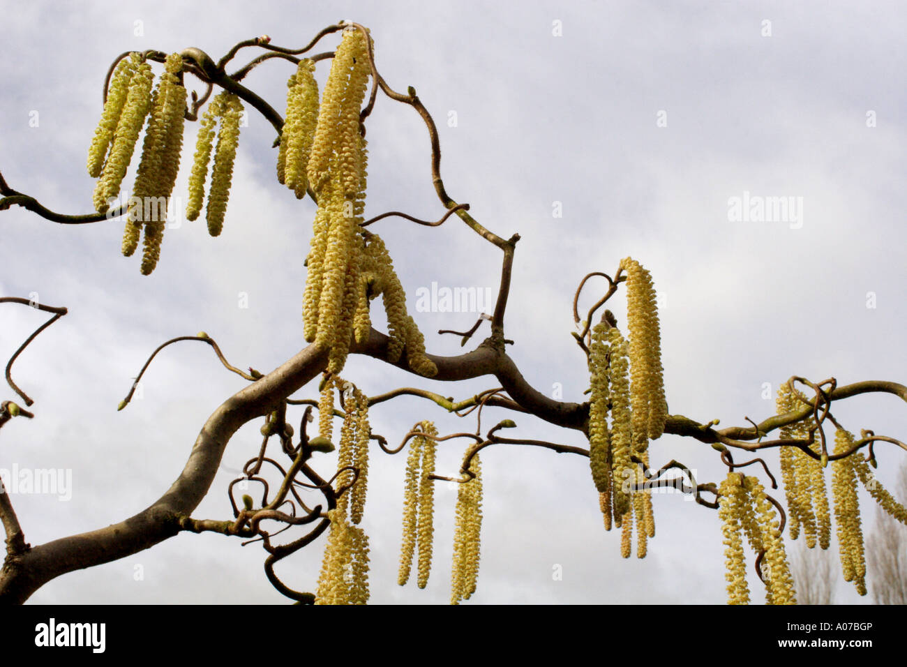 Corkscrew Hazel with catkins, Corylus avellana Contorta, UK (also known